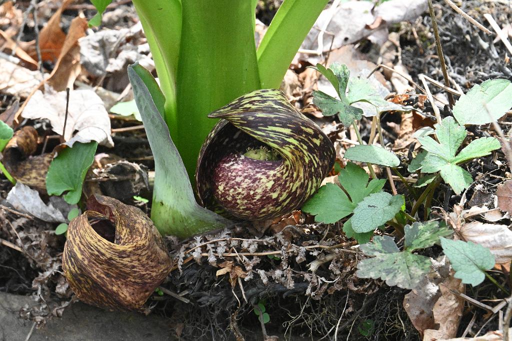 2025-04256590 Broad Meadow Brook, MA.JPG - Skunk Cabbage. Broad Meadow Brook Wildlife Sanctuary, MA, 4-25-2025